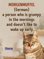 Many German words are untranslatable, hard to find a direct translation for, including this word: ''Morgenmuffel''.